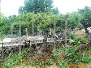 供應(yīng)工程苗油松3-7m 價(jià)格、廠商與選購(gòu)指南