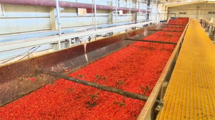 高臺 脫水蔬菜走俏國際市場 內(nèi)陸水產(chǎn)養(yǎng)殖產(chǎn)銷兩旺