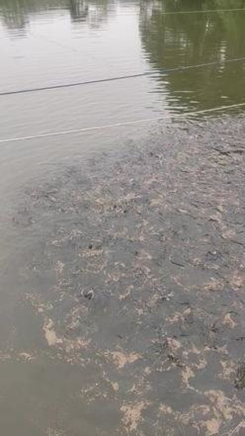 深耕內(nèi)陸水產(chǎn)養(yǎng)殖 紅盛水產(chǎn)的黃骨魚(yú)養(yǎng)殖與銷售之路