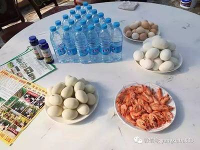 內陸水產新突破 純物理殺菌技術助力“草原蝦”畝產達2000斤